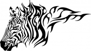 Zebra 1