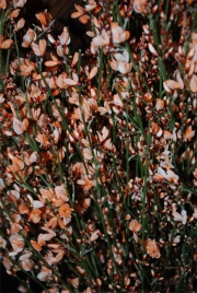 Blume 102