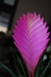 Blume 103