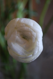 Blume 104