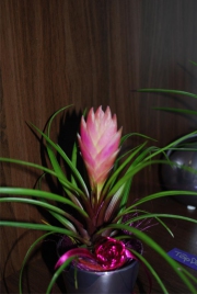 Blume 105