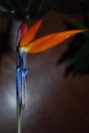 Blume 106