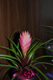 Blume 108