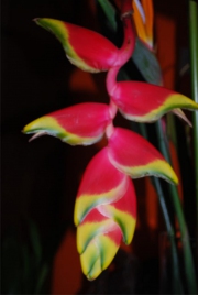 Blume 109