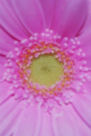 Blume 10