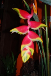 Blume 110