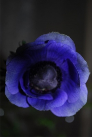 Blume 111