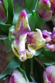 Blume 112