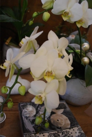 Blume 113