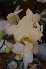 Blume 114