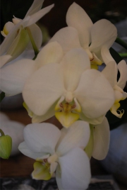 Blume 115
