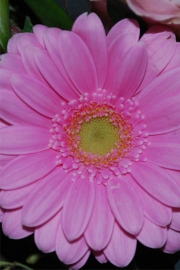 Blume 11