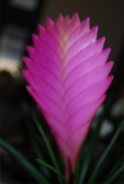 Blume 120
