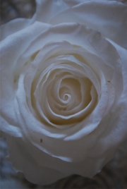 Blume 121