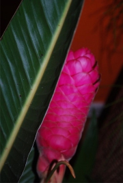 Blume 123