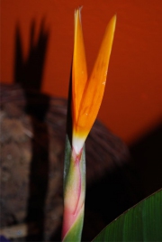 Blume 124