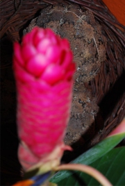 Blume 125