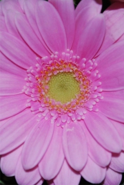 Blume 12