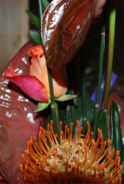 Blume 131