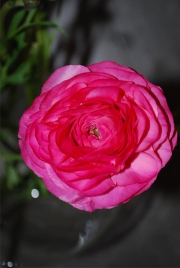 Blume 133