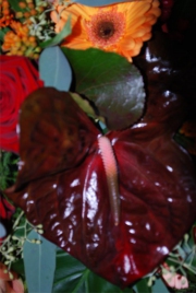 Blume 135