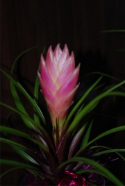 Blume 136