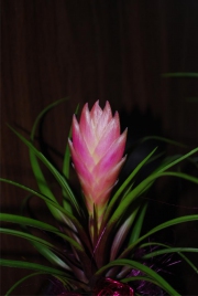 Blume 137