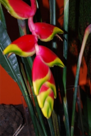 Blume 138