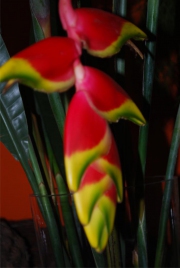 Blume 139