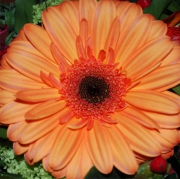 Blume 13