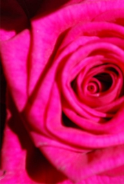 Blume 13