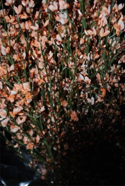 Blume 140