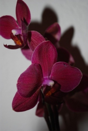 Blume 141
