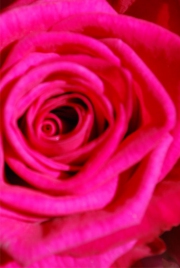 Blume 14