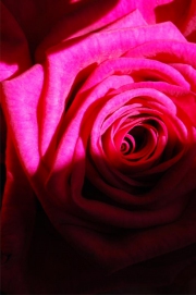 Blume 15