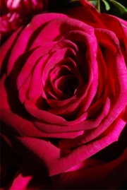 Blume 16