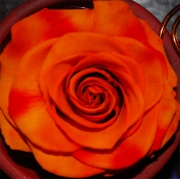 Blume 17