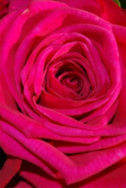 Blume 17