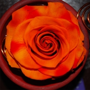 Blume 18