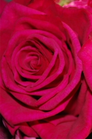 Blume 18