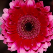 Blume 19