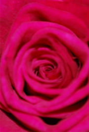 Blume 19