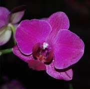 Blume 1