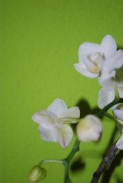 Blume 1