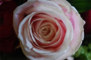 Blume 201