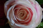Blume 202