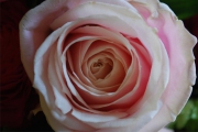 Blume 203