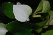 Blume 206