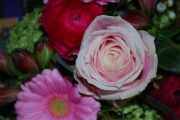Blume 208