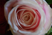 Blume 209